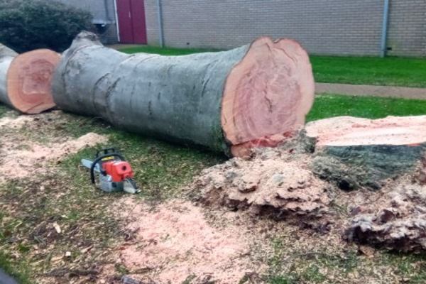 Na een boom kappen, blijft de boomstronk achter die je kunt laten stobbenfrezen door de gecertificeerde boomverzorgers van Groentechniek Klomp.