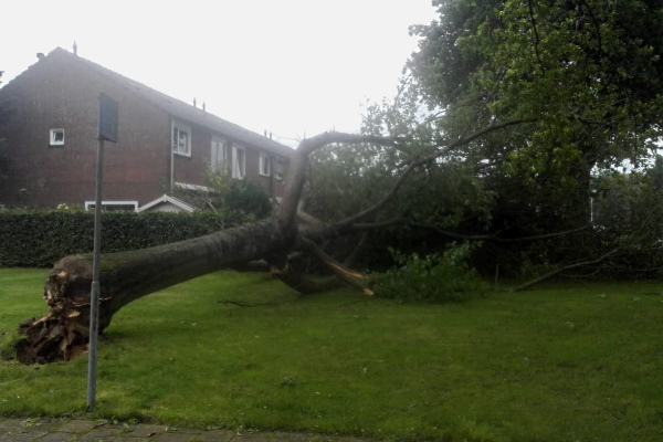 Ook overgebleven boomstronken na stormschade worden door ons verwijderd
