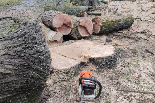 De experts van Groentechniek Klomp helpen je graag met het boomstronken verwijderen uit je tuin.