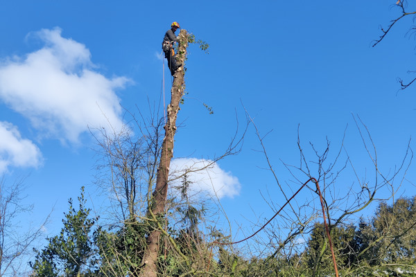 Laat jouw hoge bomen verwijderen door de gecertificeerde boomverzorgers van Groentechniek Klomp.