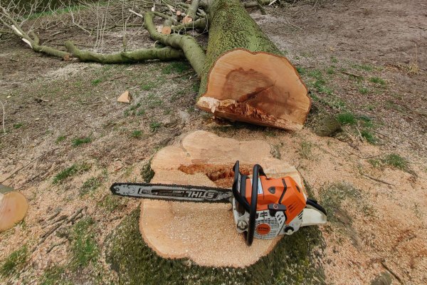 Gekapte boom naast de boomstronk met daarop een Stihl kettingzaag.