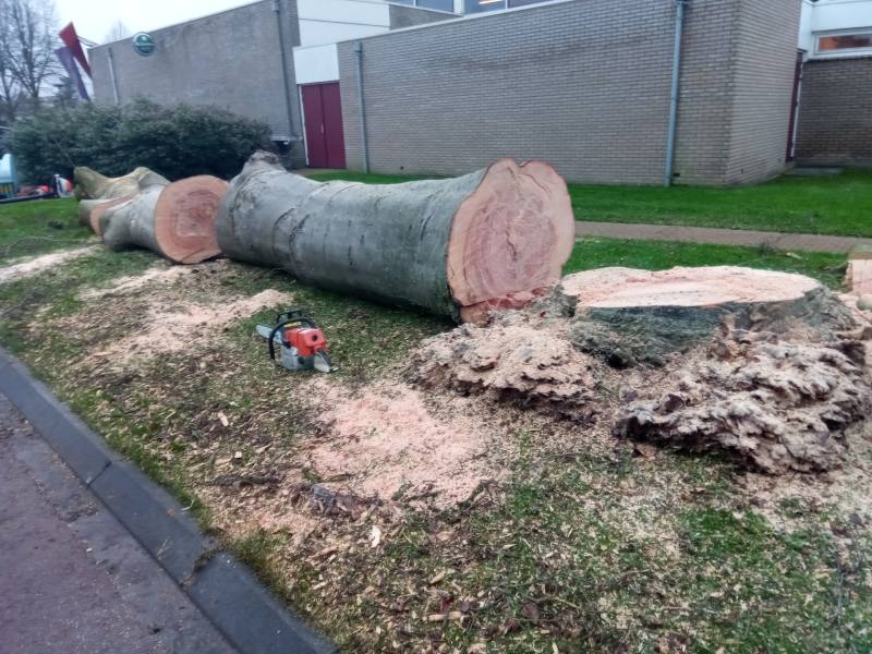 Gekapte boom ligt naast boomstronk op grasveld.