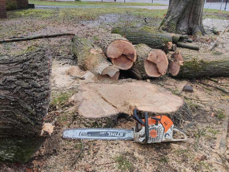 Gekapte boom naast een boomstronk met een STIHL kettingzaag.
