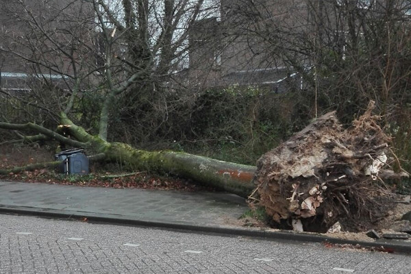 Omgevallen bomen verwijderen moet snel en veilig gebeuren, daarom helpen onze gecertificeerde experts je graag.