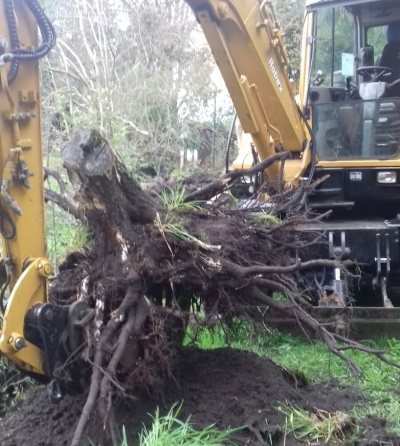 Omgewaaide bomen verwijderen in Amersfoort