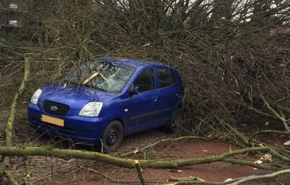 Omgewaaide bomen verwijderen in Drachten