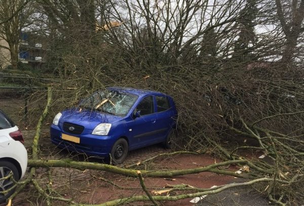 Omgewaaide bomen verwijderen in Giethoorn