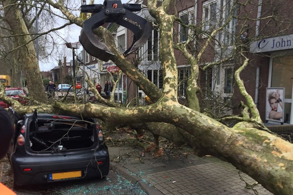 Omgewaaide bomen verwijderen is een speciaal werk dat zorgvuldig wordt uitgevoerd door de experts van Groentechniek Klomp.