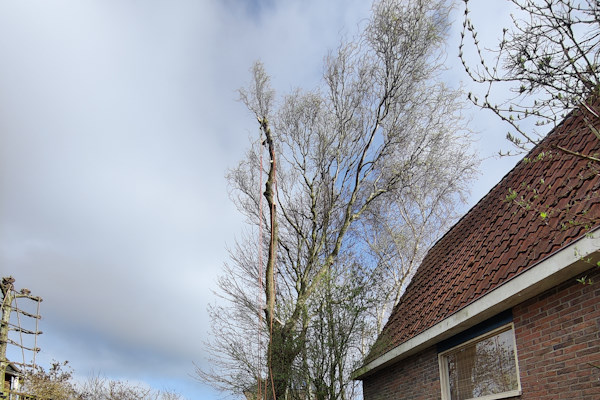 Laat jouw bomen professioneel verwijderen door de boomverzorgers van Groentechniek Klomp.