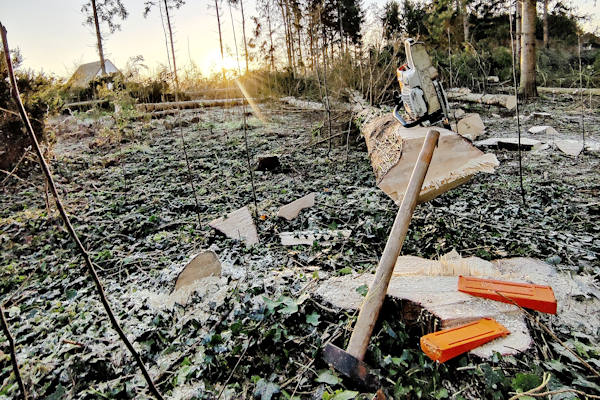 Laat jouw boom snel verwijderen door de professionele boomverzorgers van Groentechniek Klomp.