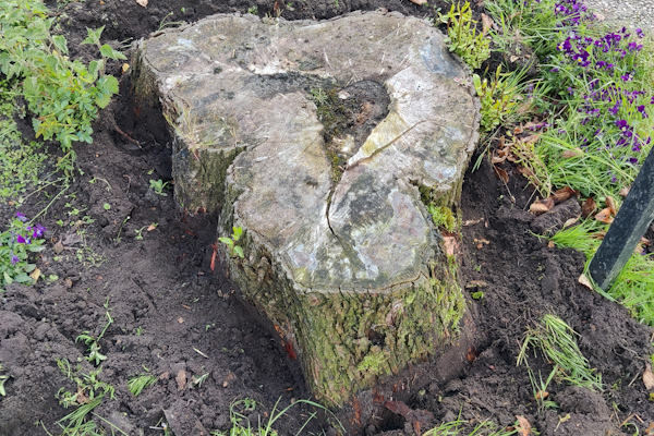 Laat jouw stobbenfrezen door Groentechniek Klomp, zodat je weer meer ruimte overhebt in je tuin.