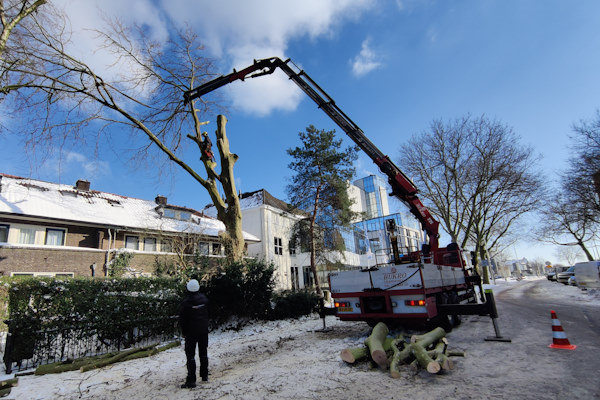 Ook als je een boom laat verwijderen kun je ervoor kiezen om te stobbenfrezen door onze gespecialiseerde boomverzorgers.