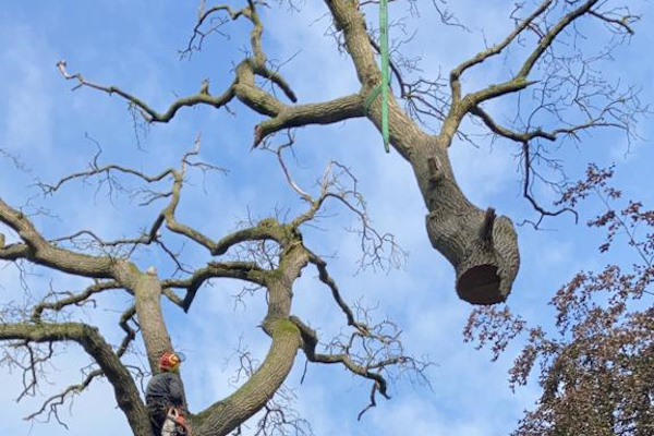 Laat veilig jouw bomen verwijderen door de gecertificeerde experts van Groentechniek Klomp.