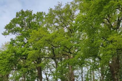 Groentechniek Klomp snoeit bomen in Ermelo