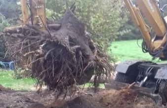 Boomstronk verwijderen in Coevorden