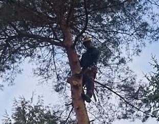 Bomen laten verzorgen in Enschede door Groentechniek Klomp Bomen laten verzorgen in Enschede door Groentechniek Klomp