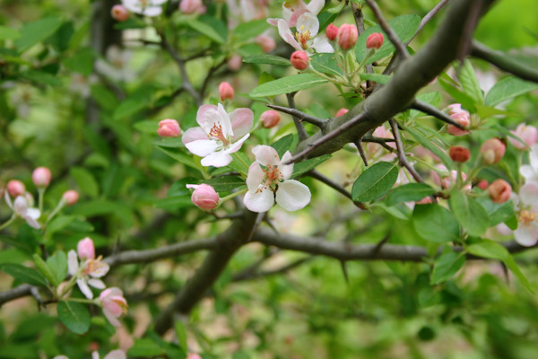 Jouw appelbomen laten snoeien door de deskundige boomverzorgers van Groentechniek Klomp is de beste keuze.