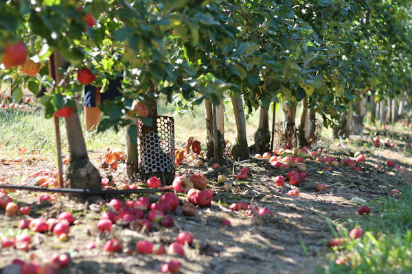 Je appelboom snoeien uitbesteden doe je door de experts van Groentechniek Klomp.