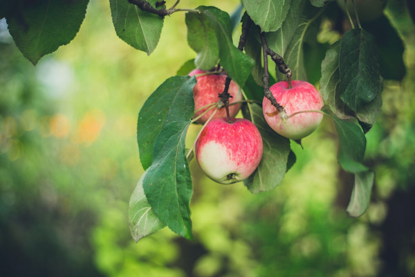 Laat veilig en snel jouw appelboom snoeien door de ervaren boomverzorgers van Groentechniek Klomp.