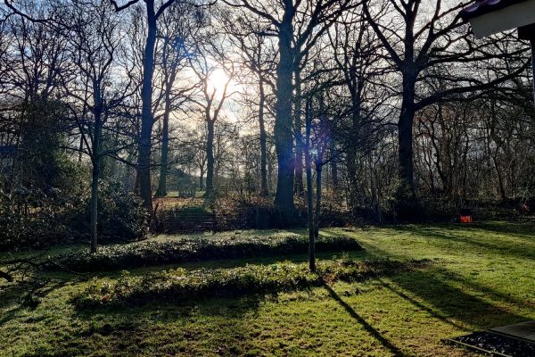 Grasveld met aangrenzend een rij bomen.