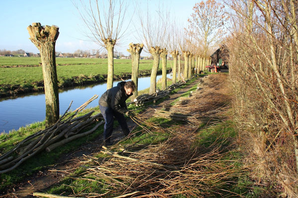 De takken die loskomen bij het bomen knotten kunnen voor diverse doeleinden gebruikt worden.