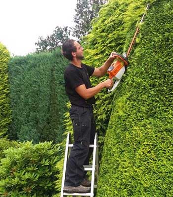 Snoeiwerkzaamheden en boomverzorging door de boomspecialist Boomverzorging in Apeldoorn