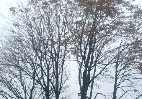 Bomen laten verzorgen in Drachten Bomen laten verzorgen in Drachten