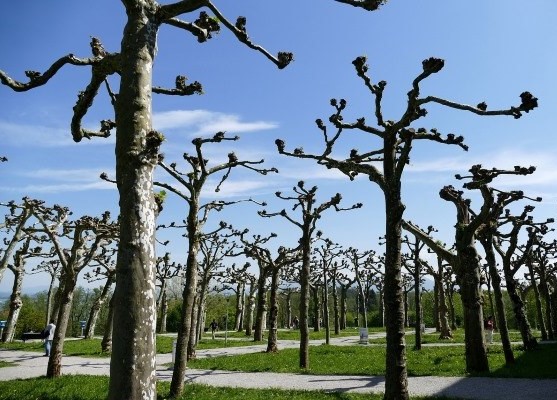 Bomen snoeien in Barneveld houdt ze sterk en gezond.