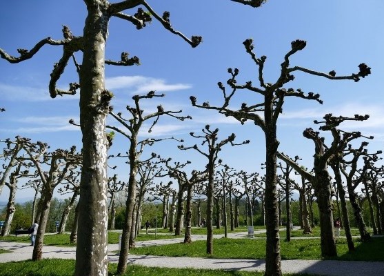 Bomen snoeien in Hattem