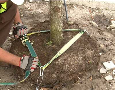 Bomen verankeren in Breda voorkomt dat ze schade oplopen door harde wind