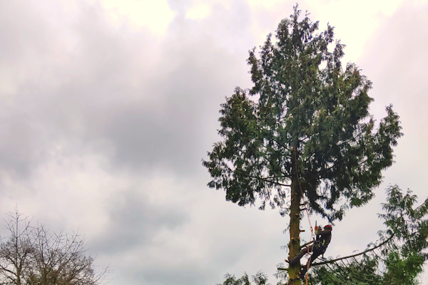 Na een boom verplanten heeft deze extra zorg nodig, laat dit professioneel uitvoeren door de specialisten van Groentechniek Klomp.