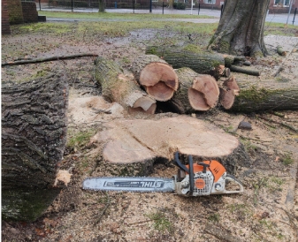 Ook bomen verwijderen valt onder boomverzorging in Appingedam.