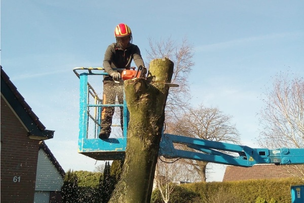 Bomen planten en verwijderen kan worden uitbesteed aan Groentechniek Klomp