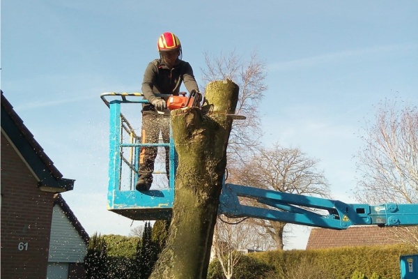 Bomen planten en verwijderen kan worden uitbesteed aan Groentechniek Klomp Bomen planten en verwijderen kan worden uitbesteed aan Groentechniek Klomp