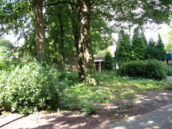 Bomen verplaatsen in Breda geeft ze een beter leven op een andere plek