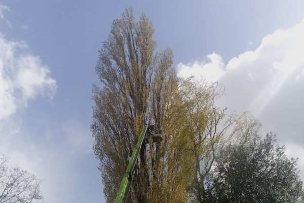 De prijs van de boom snoei werkzaamheden zijn erg divers, omdat het afhankelijk is van wat de boom nodig heeft.