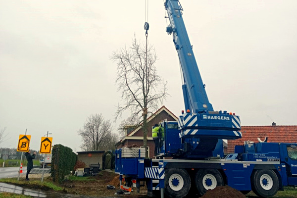 Wat een boom verplaatsen kost is maatwerk, vraag daarom een vrijblijvende offerte aan bij Groentechniek Klomp.