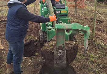Bomen verplaatsen in Rotterdam Bomen verplaatsen in Rotterdam