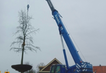 De boom laten verplaatsen door Groentechniek Klomp