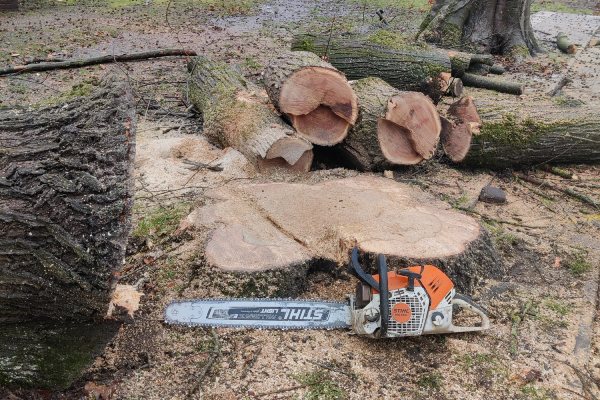 Boomstronk met ernaast de omgezaagde stam en op de voorgrond een Stihl kettingzaag.