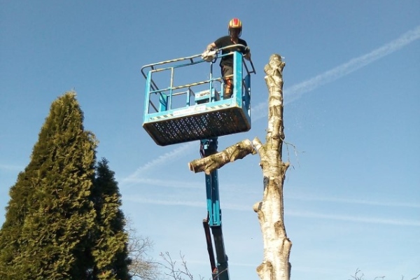 Een boomverzorger van groentechniek klomp gebruikt een hoogwerker om een boom te vellen.