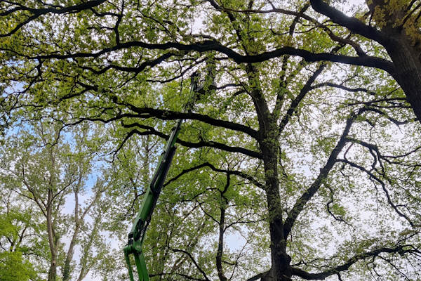 Boomonderhoud omvat veel werk aan bomen dat de gecertificeerde specialisten van Groentechniek Klomp snel en veilig voor je uitvoeren.