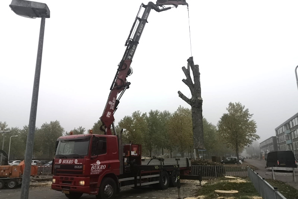 Ook het veilig en snel verplaatsen van een boom is onderdeel van het boomonderhoud dat je kunt uitbesteden bij Groentechniek Klomp.