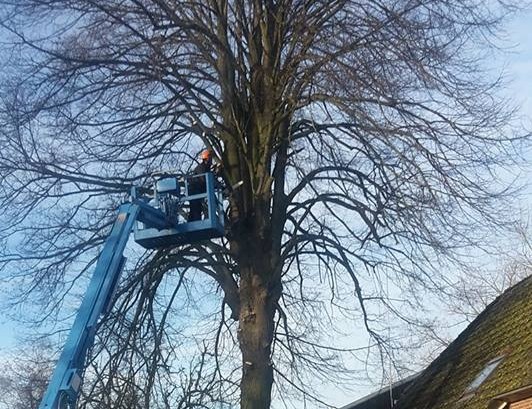 Boomonderhoud in Hoogeveen Boomonderhoud Hoogeveen