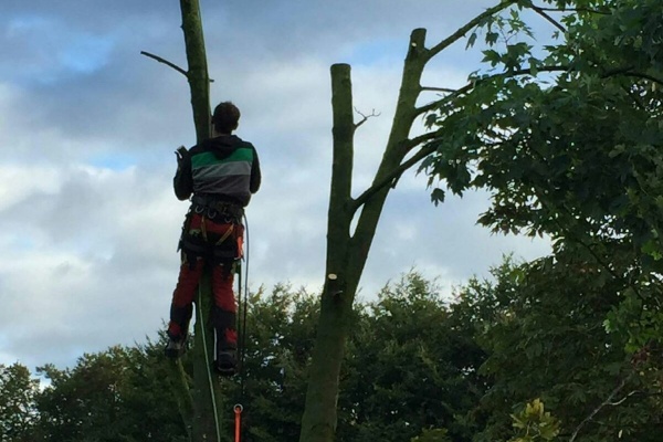 Een boomverzorger van Groentechniek Klomp gebruikt klimtechnieken om een boom te vellen.