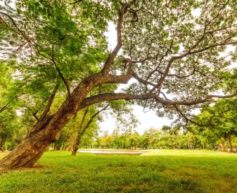 Boomverzorging in Appingedam begint bij het planten van de bomen.