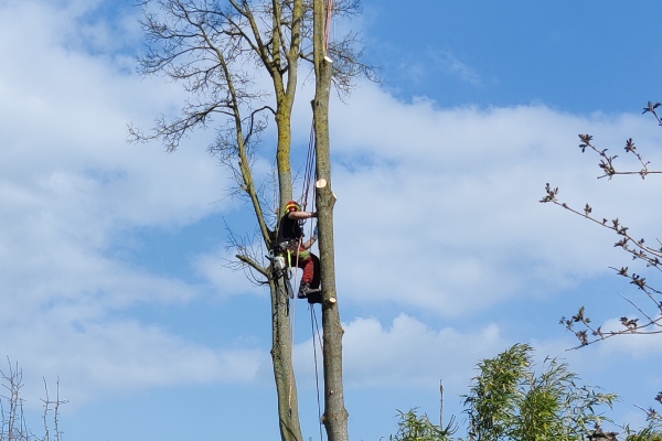 Een boomspecialist met helm en veiligheidskleding klimt in een boom en snoeit takken af, met blauwe lucht op de achtergrond.