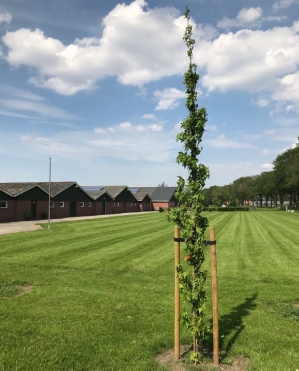 Groentechniek Klomp voert jouw boomverzorging in Noord-Holland graag uit