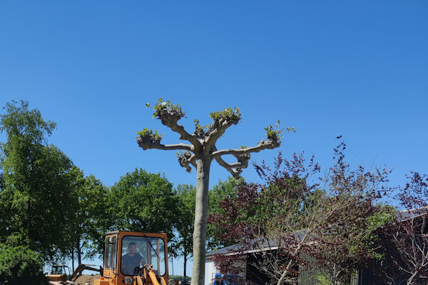 Na het knotten van de boom groeien er nieuwe takken en bladeren uit de knot.