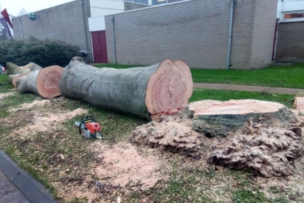 Een vakkundig gevelde boom ligt in stukken op de grond naast het restand van de boomstronk.
